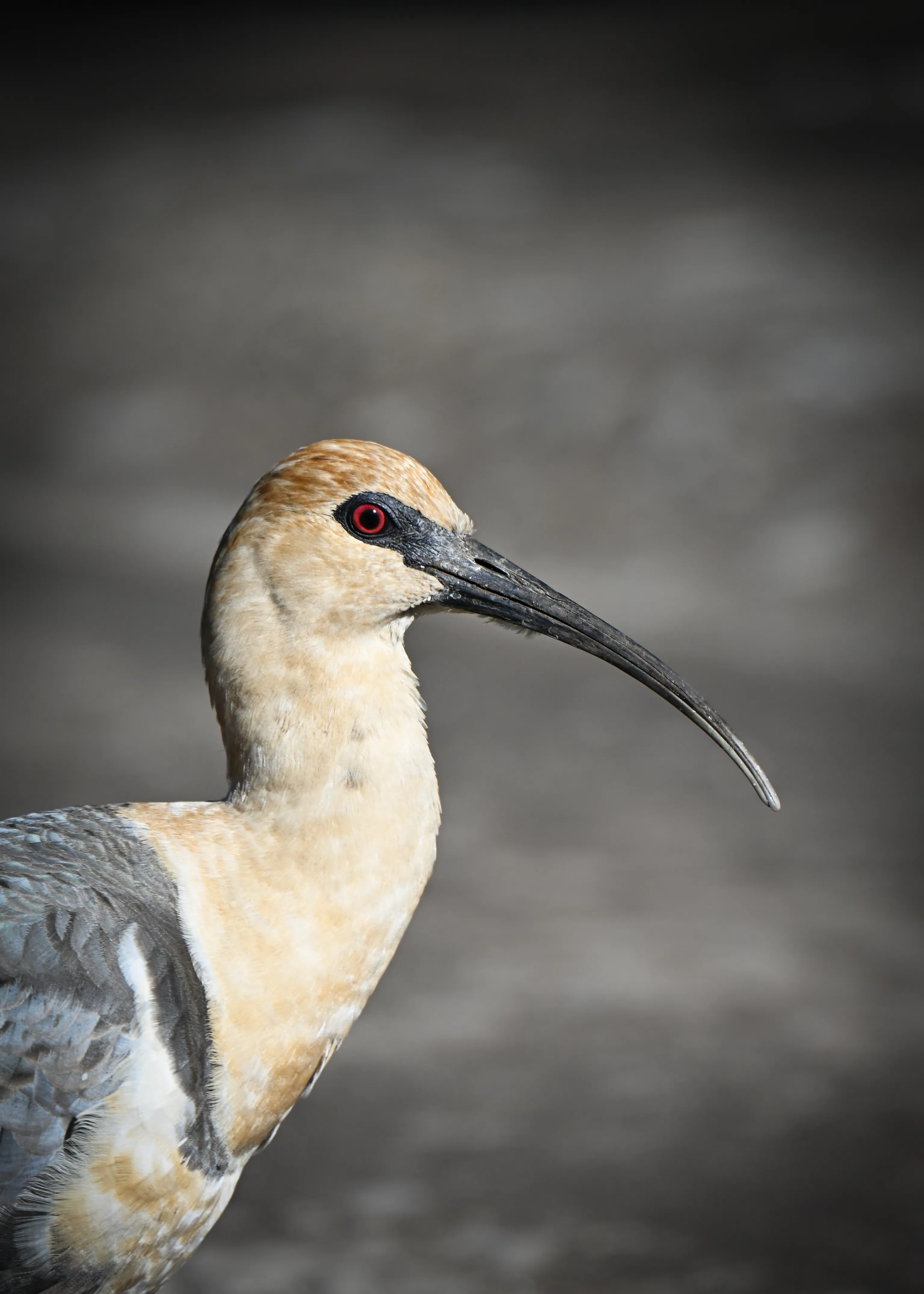 Black-Faced Ibis