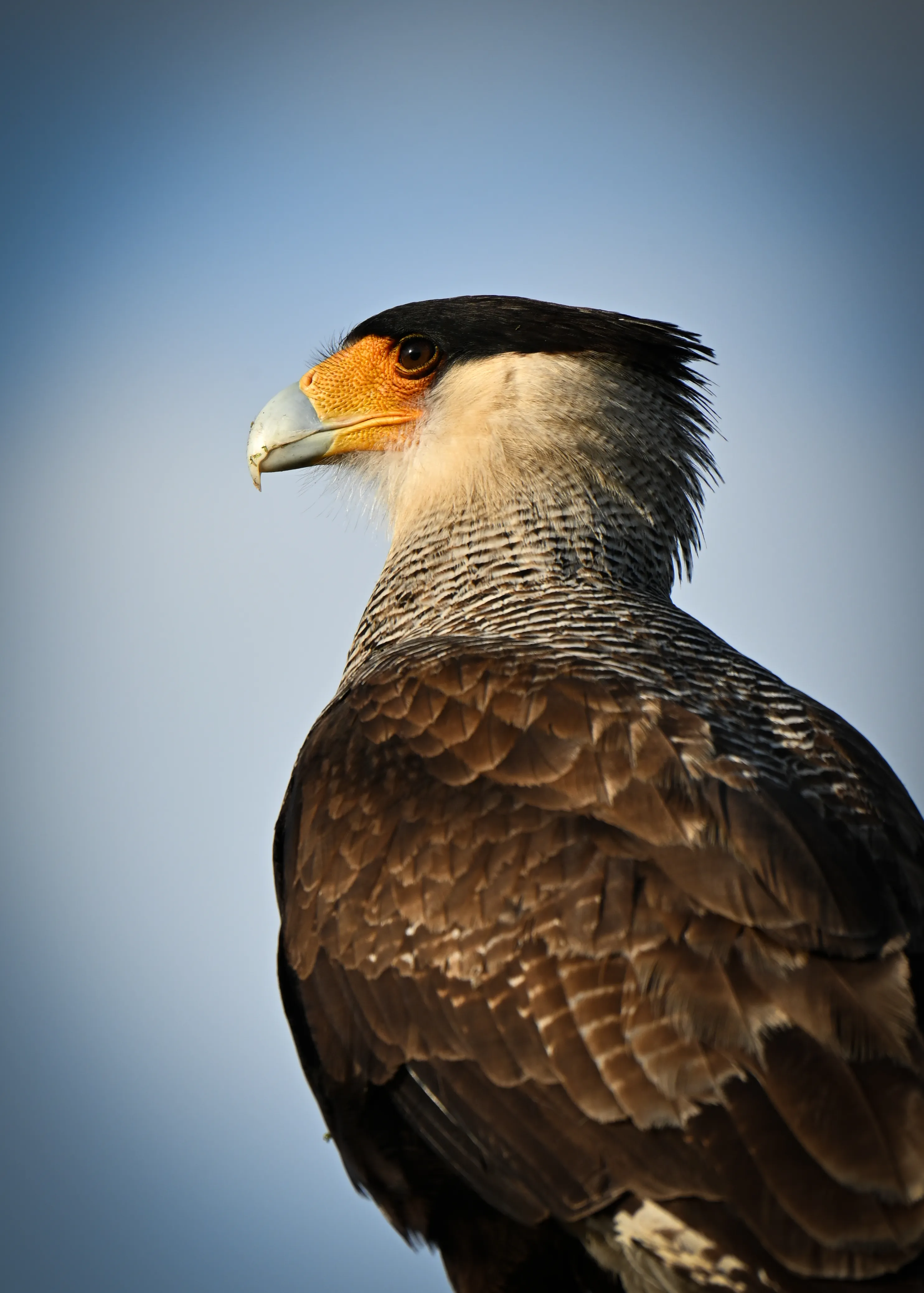 Southern Caracara