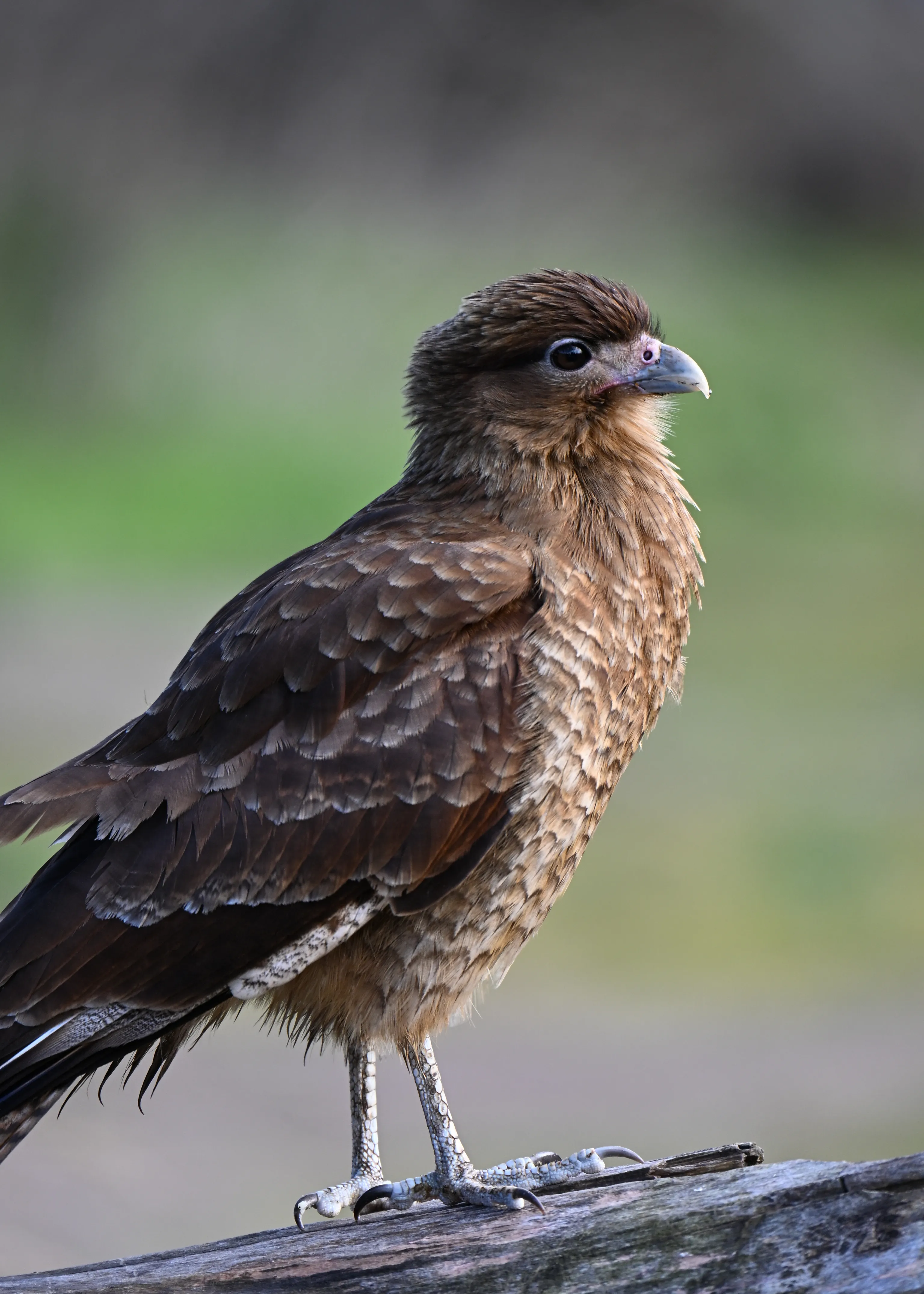 Chimango Caracara