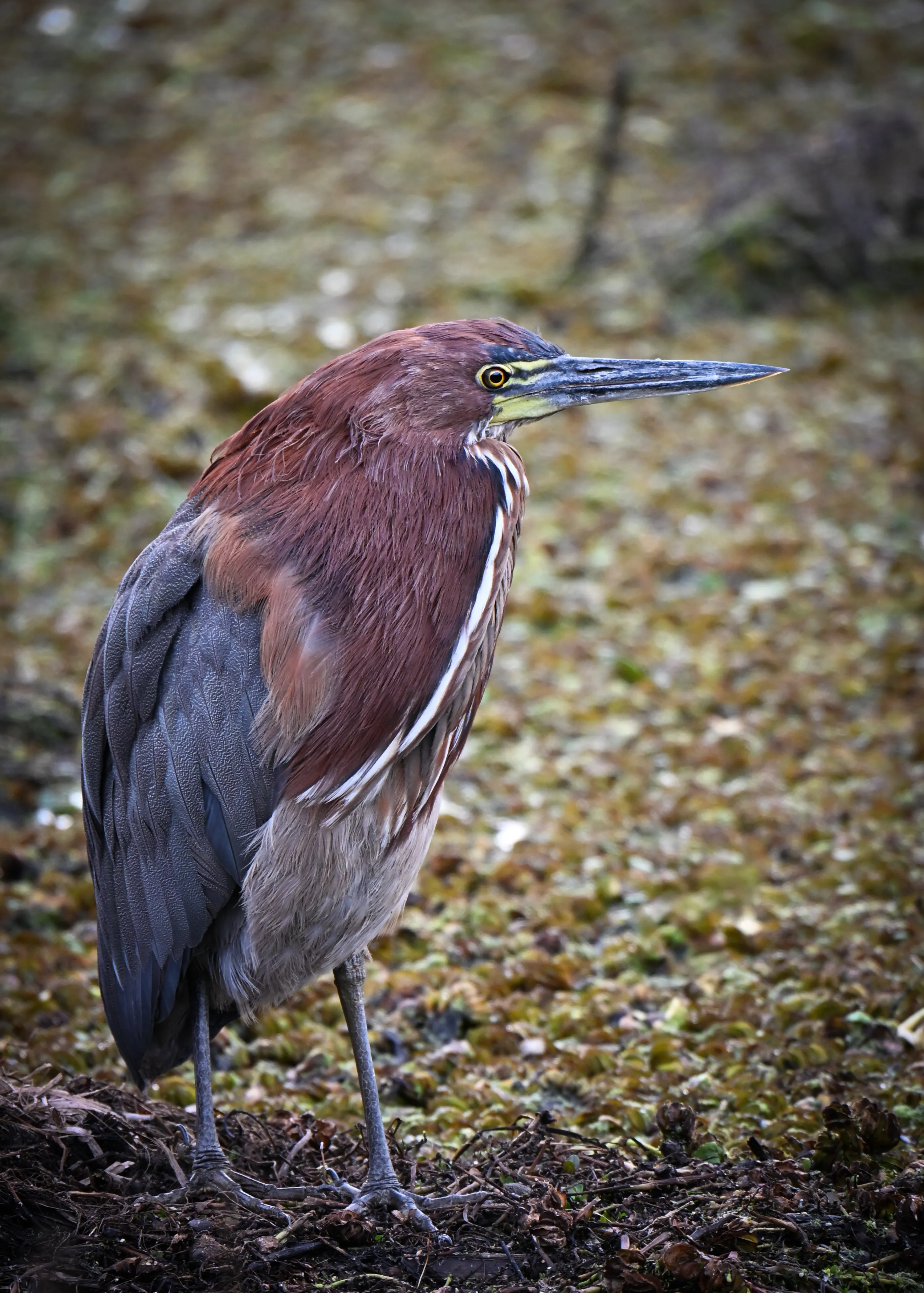 Green Heron