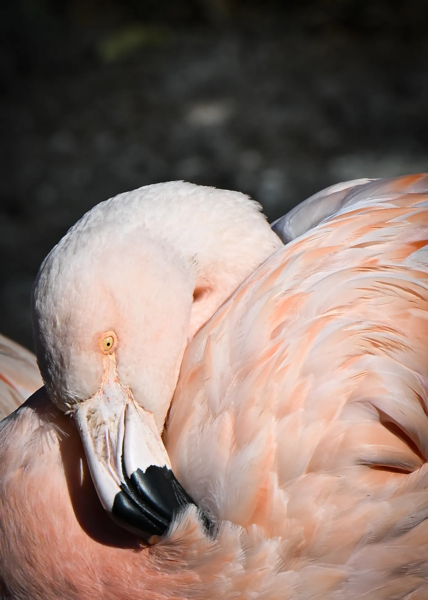 Greater Flamingo