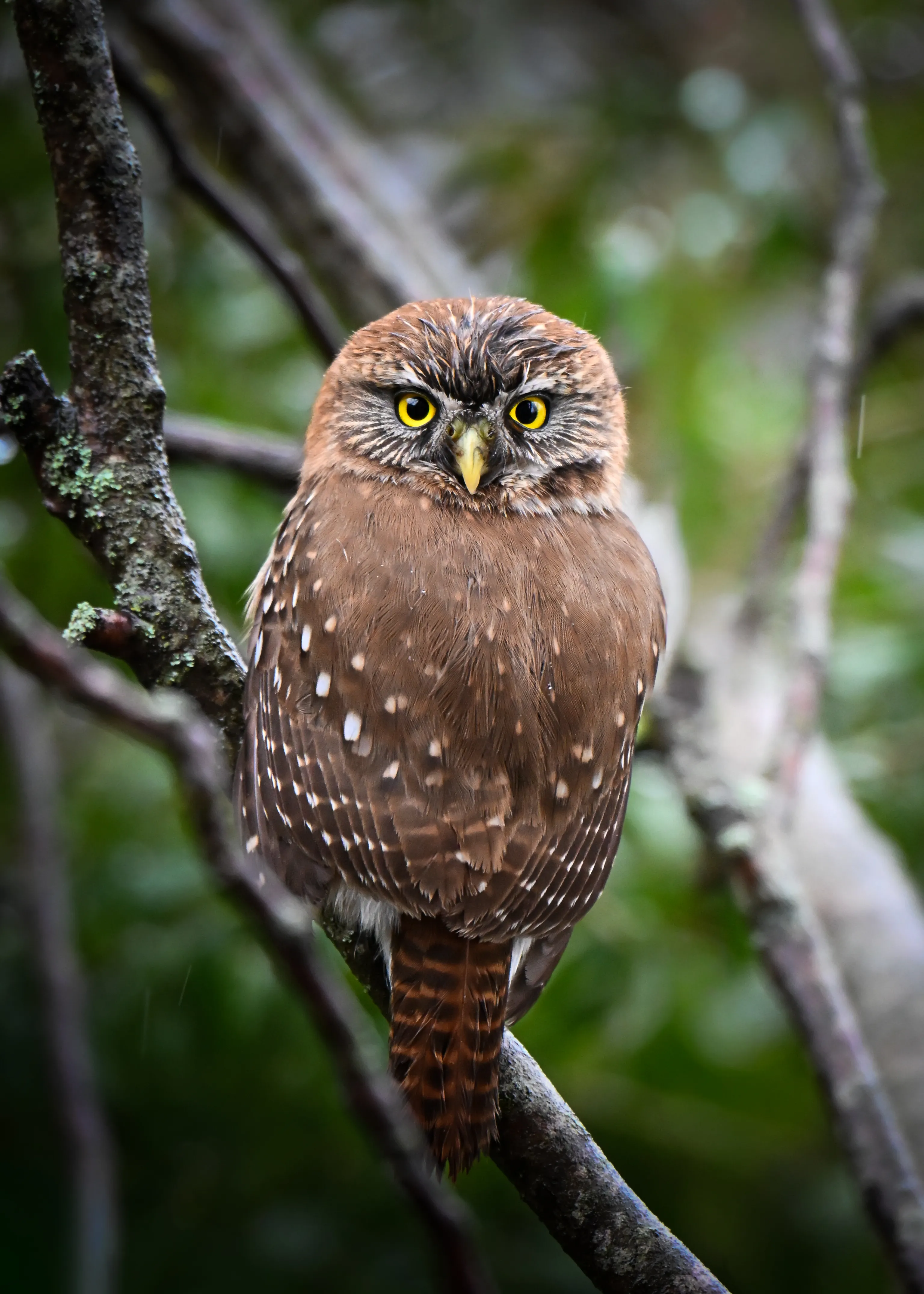 Austral Pygmy Owl