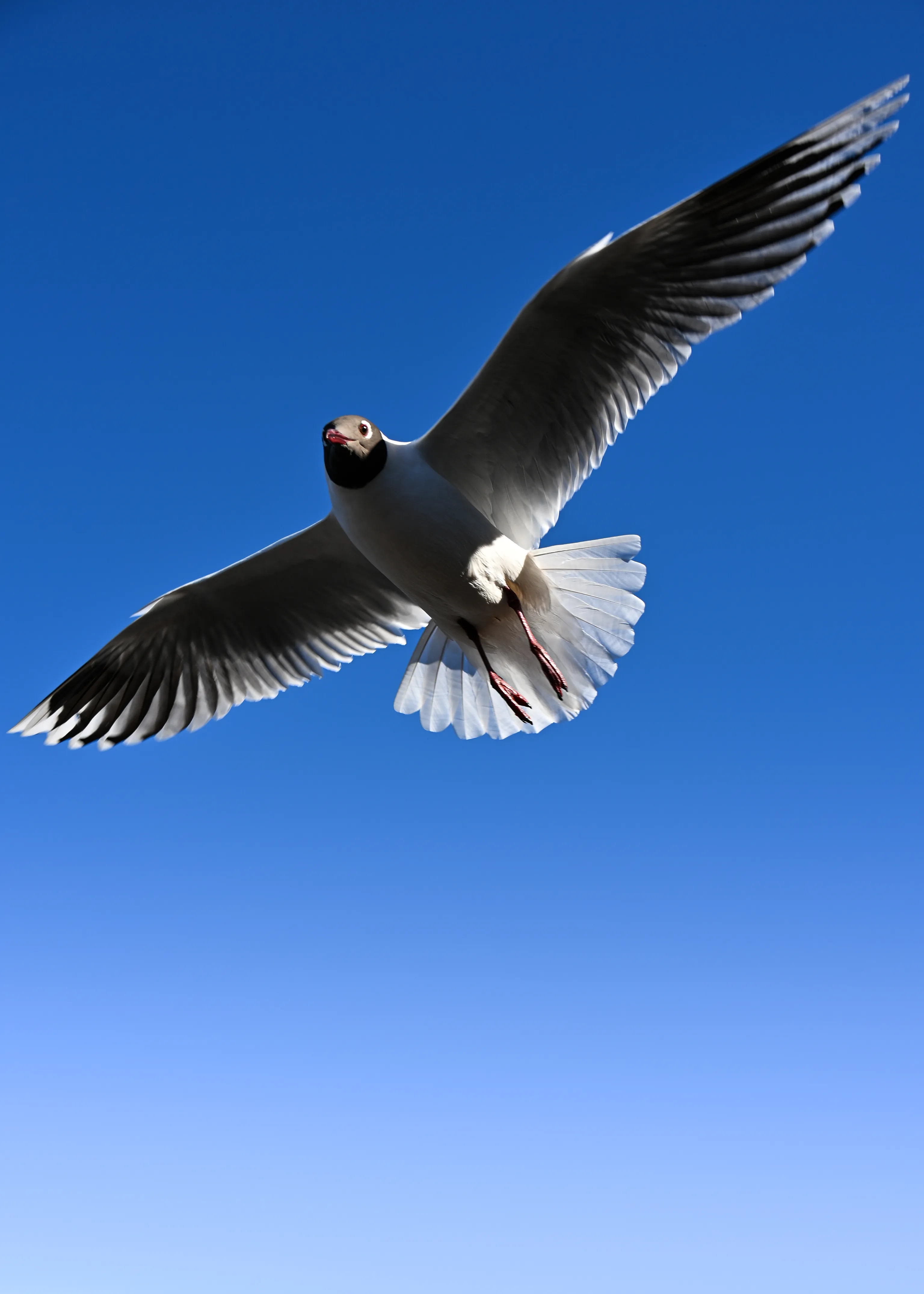 Black-Headed Gull