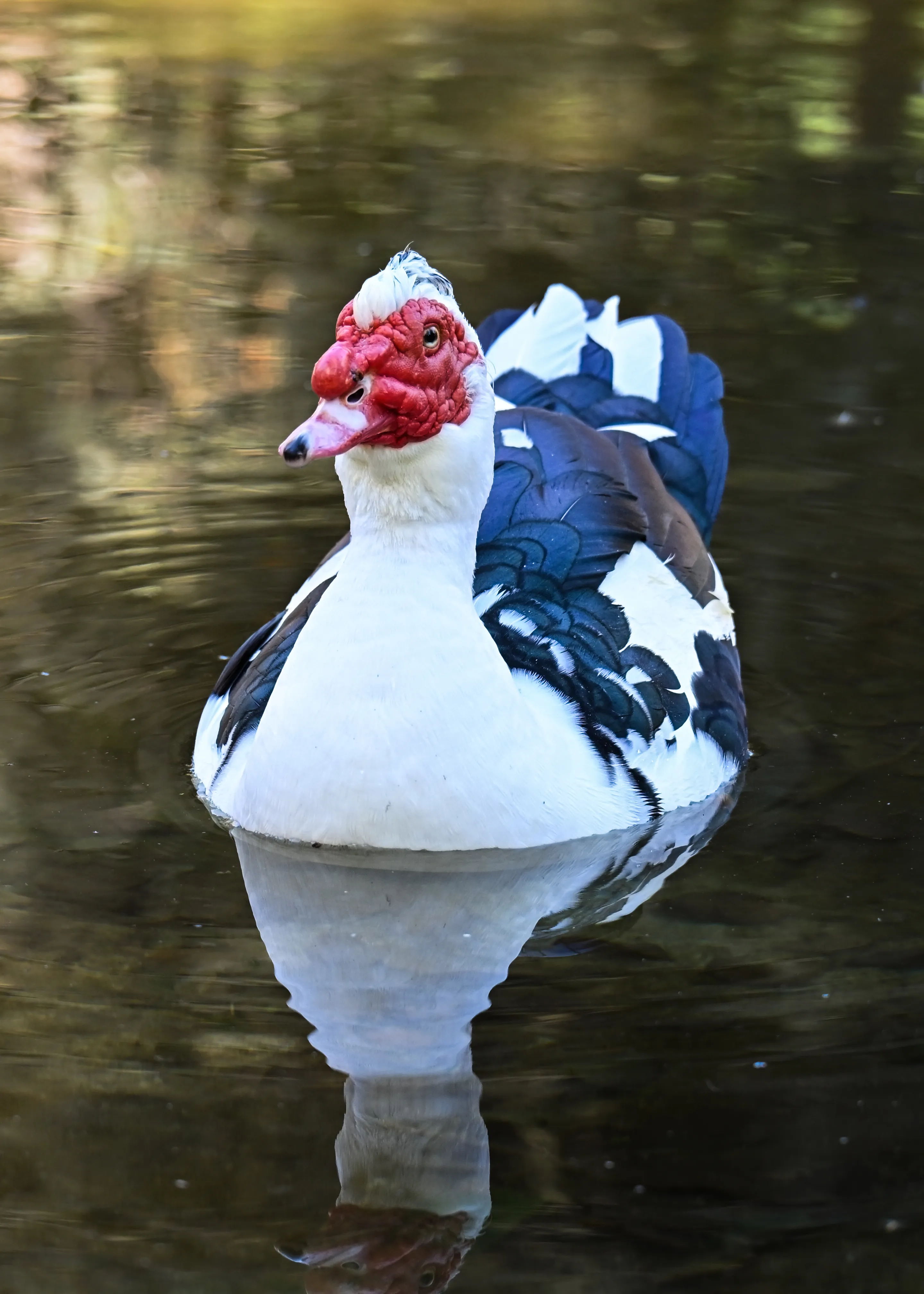 Muscovy Duck