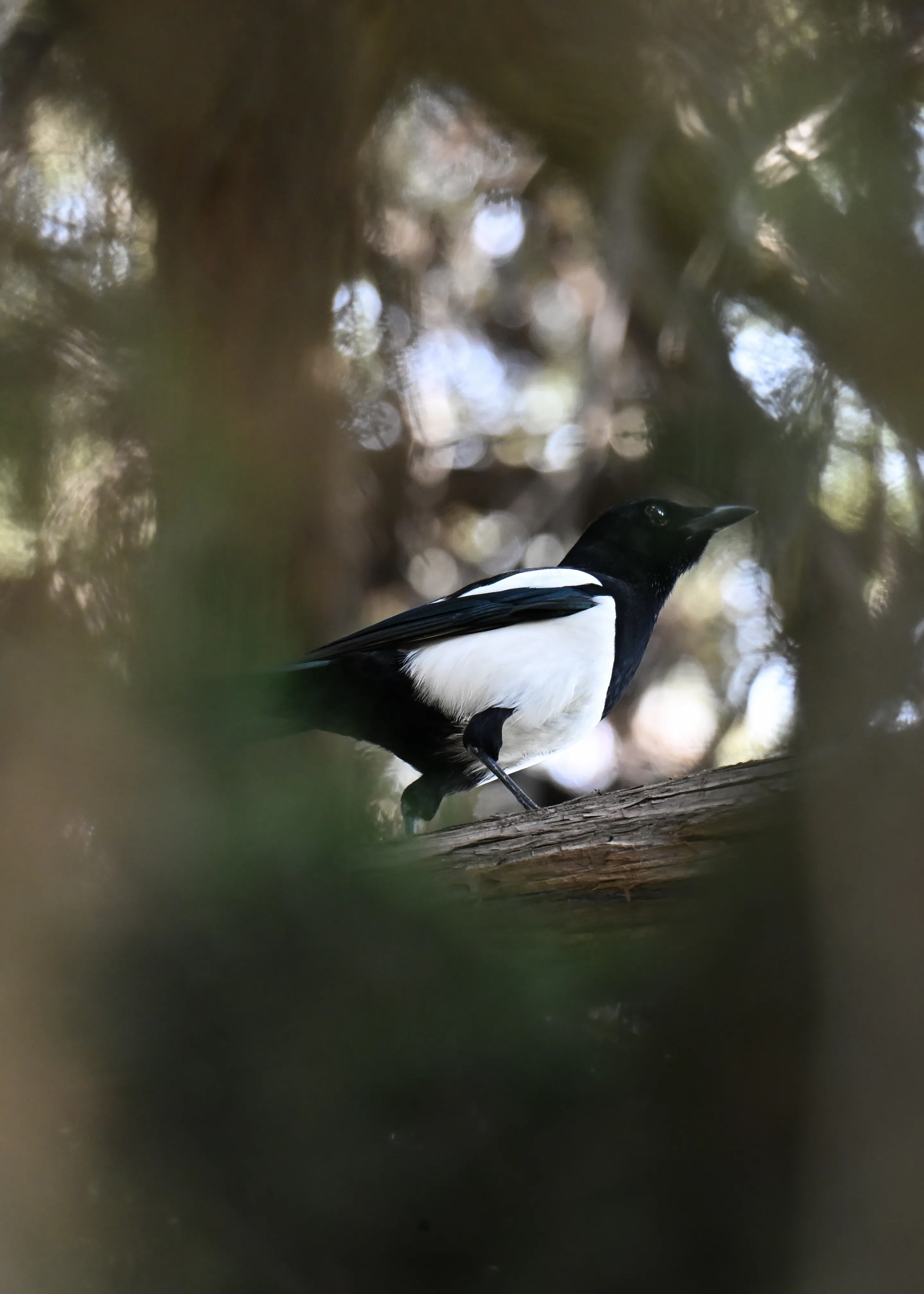 European Magpie