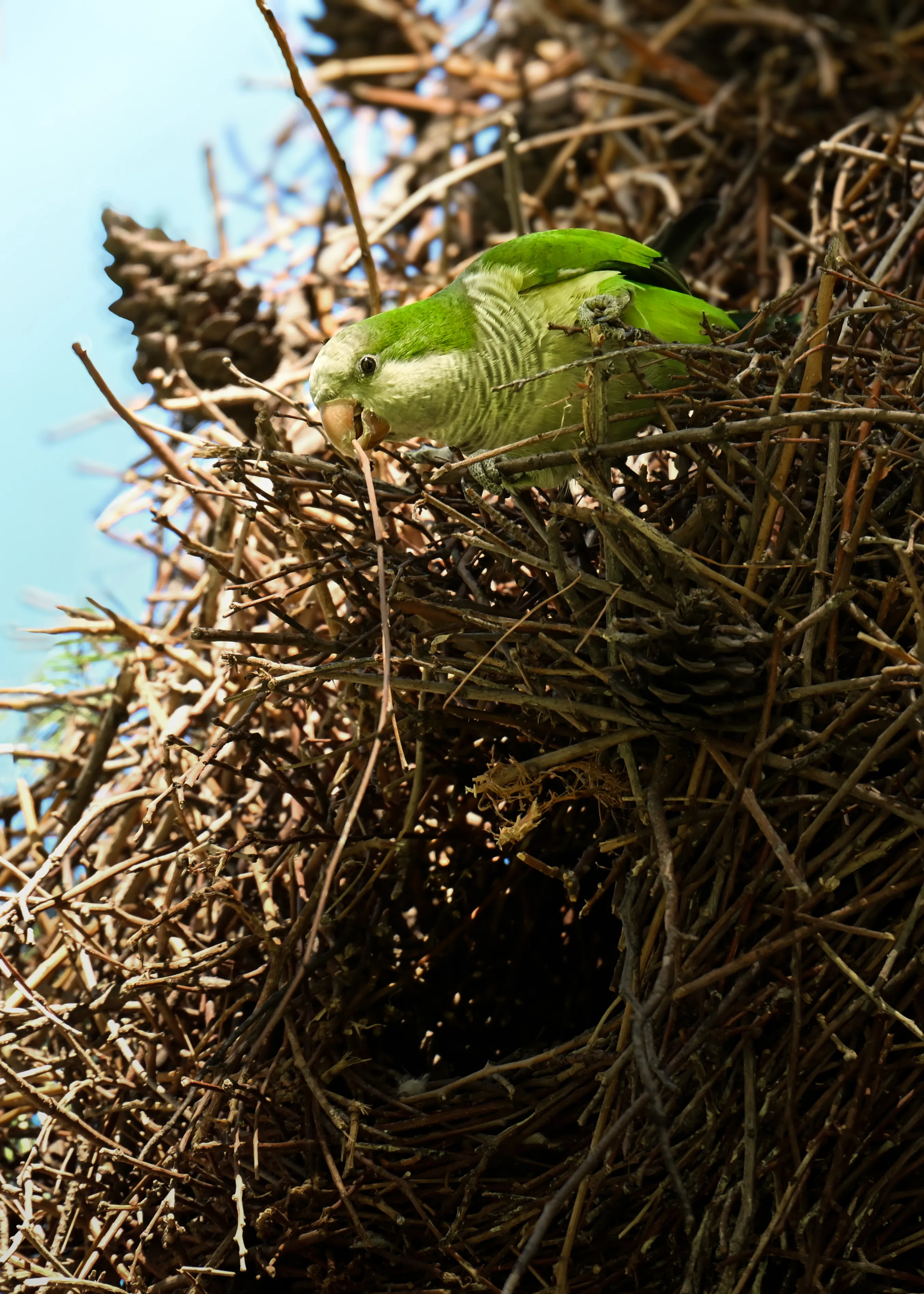 Quaker Parrot
