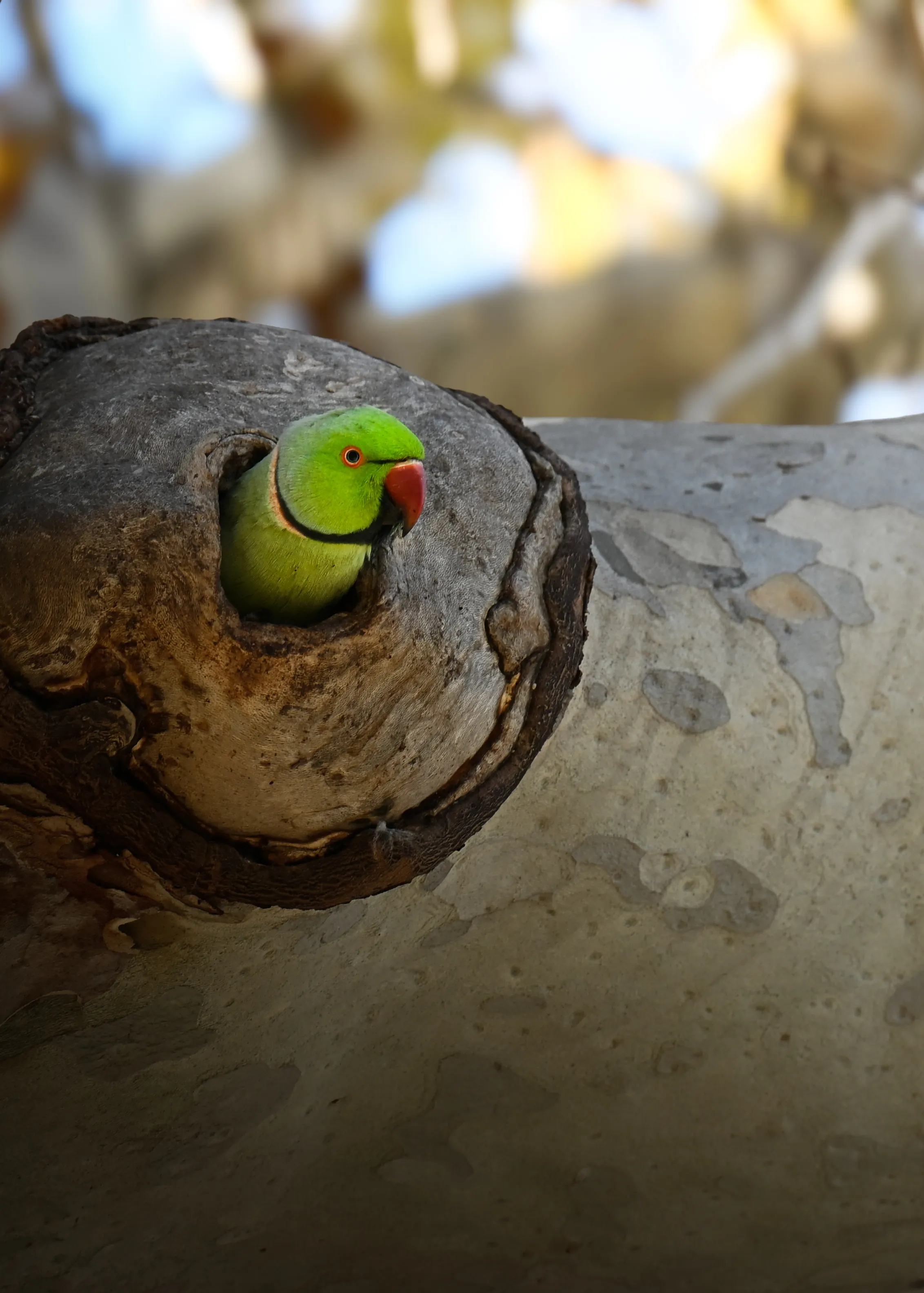Indian Ringneck Parakeet