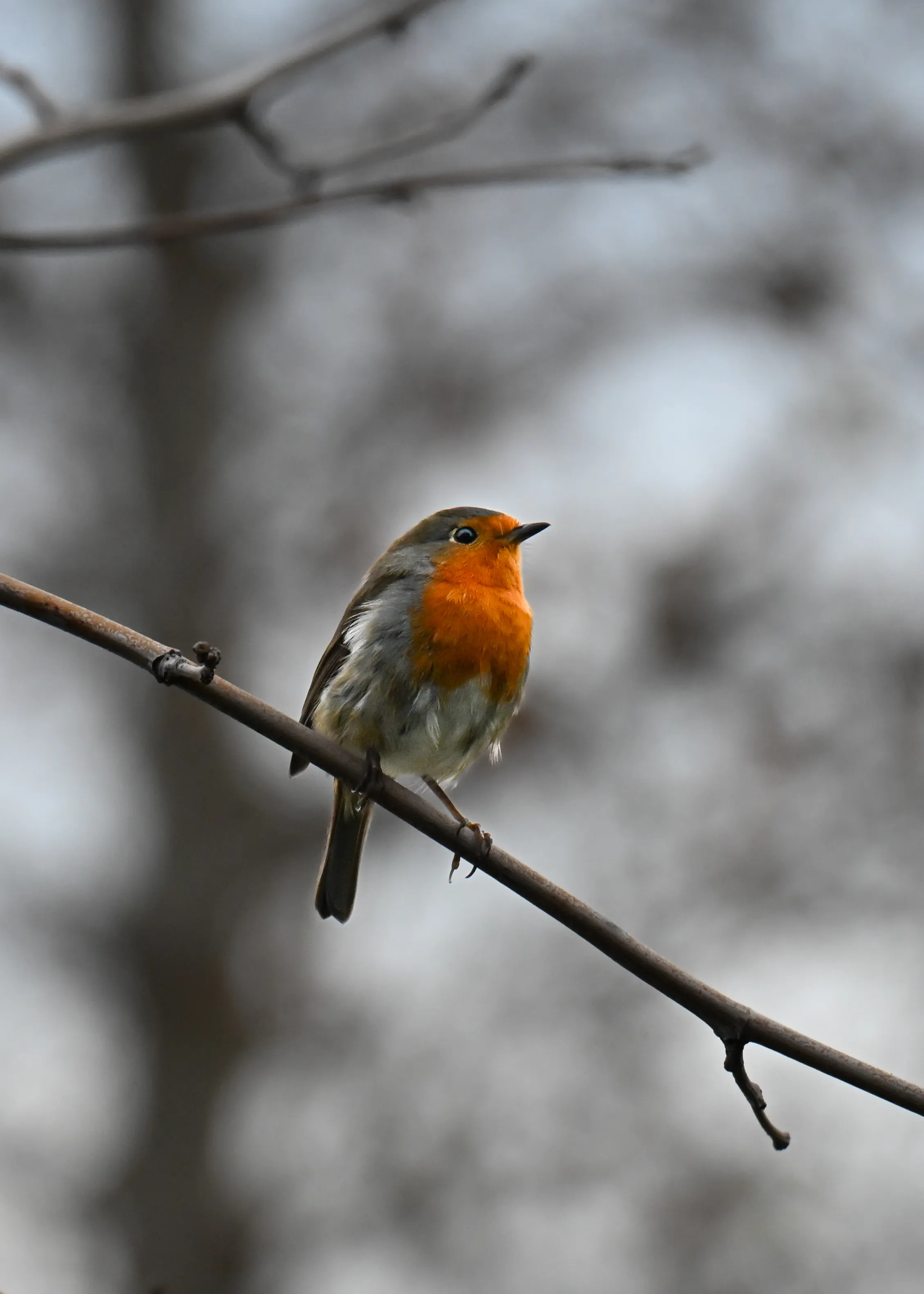European Robin
