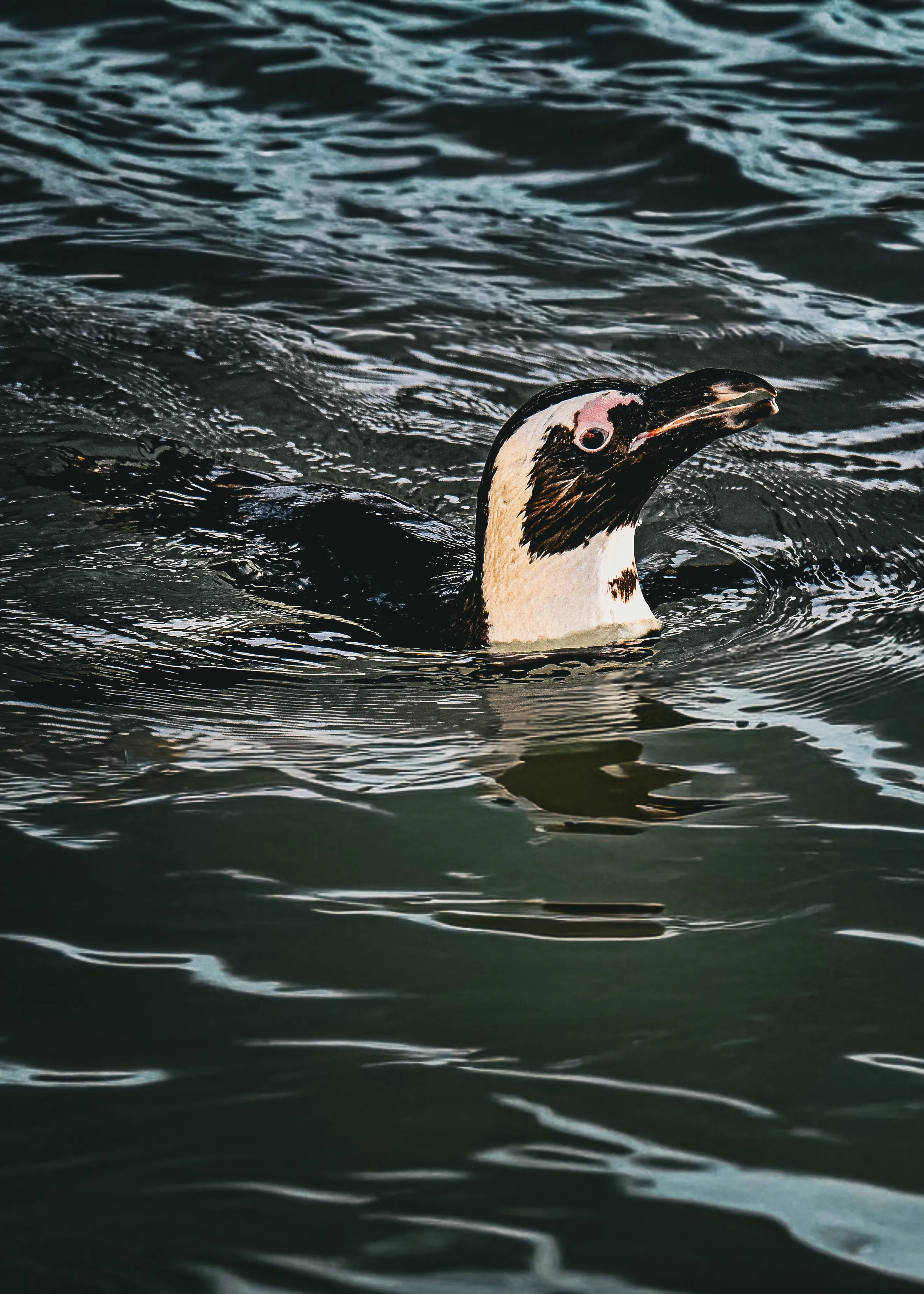 African Penguin