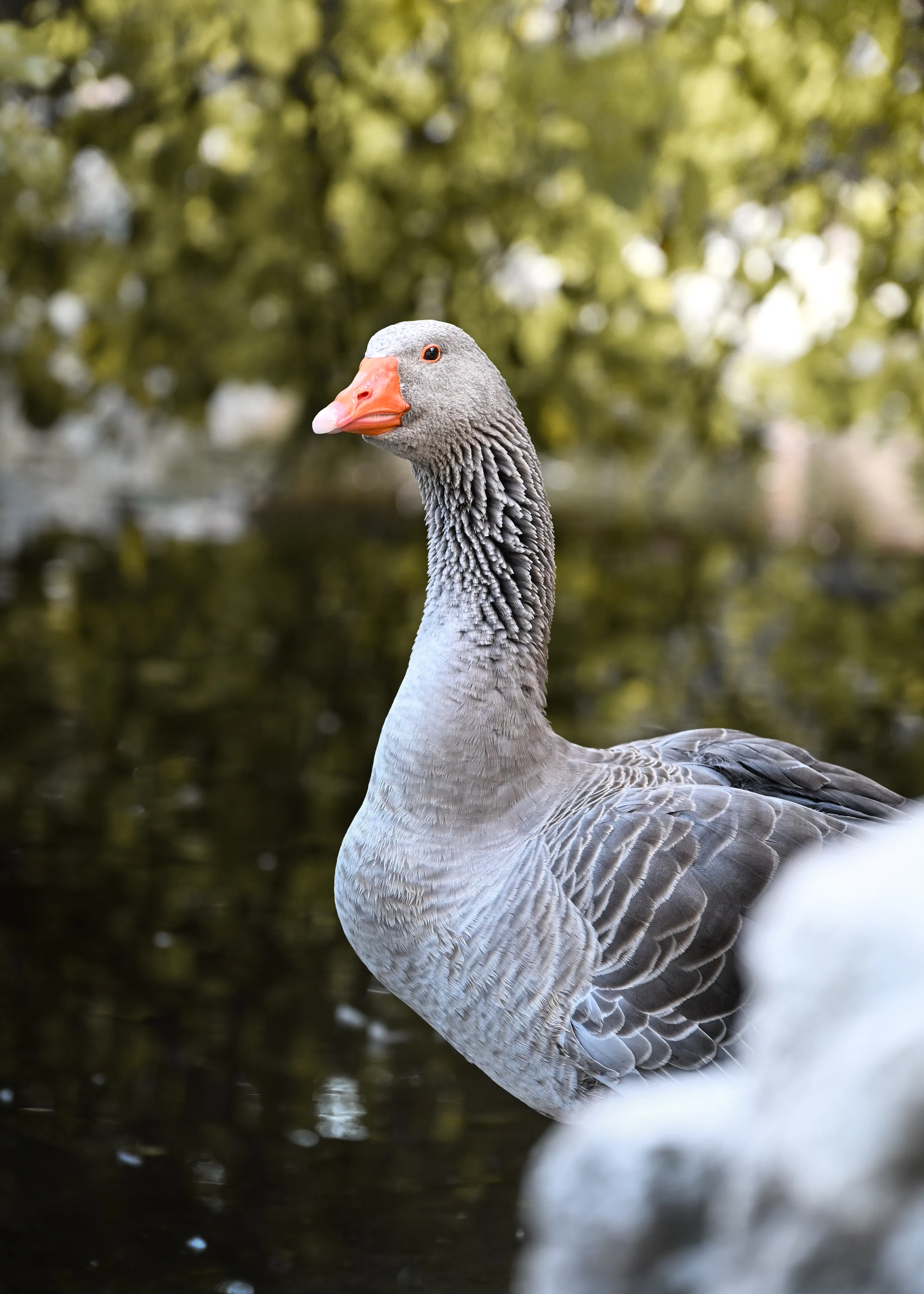 Greylag Goose